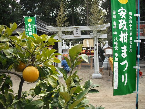 瀬戸内の島から : 安政柑祭り（瀬戸内 因島）