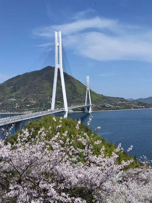 寿山石幸運蝉来 寿山石幸運蝉来